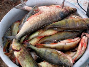 A good catch of perch and white fish on lake Lovozero. Photo: Snowchange Co-op, 2014