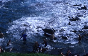faroe whaling 3
