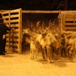 Mr. Steffensen took part in the Skolt Saami round up of reindeer, December 2009. Snowchange, 2009
