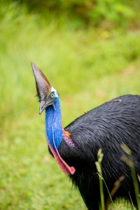 Cassowary in QLD, Australia
