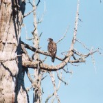 Eagle in the Pacific, 2004.