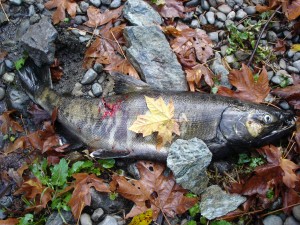 Pacific Salmon, 2004
