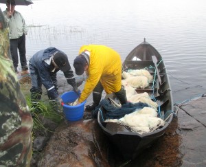 Seining on lake Kuivasjärvi, Finland. Snowchange, 2016.