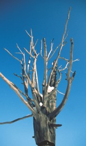 Sacred Tree in the Taatta Region, 2007.