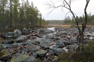 Upstream at Vainoslompolo area, another site of restoration slated for 2017.