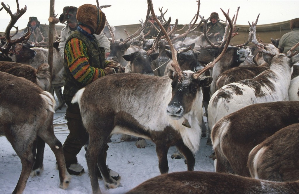 Reindeer roundup in the Lower Kolyma, Yakutia, 2005.