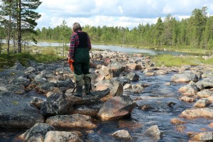 Vladimir Feodoroff surveys the Vainosjoki area being restored.