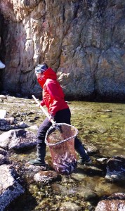 Uilu harvesting capelin, Summer 2017. 