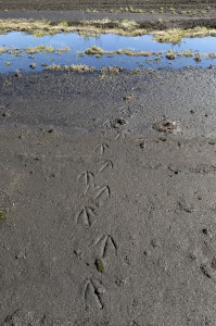 Swan tracks. Mika Honkalinna / Snowchange