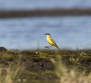 Western yellow wagtail. Mika Honkalinna / Snowchange