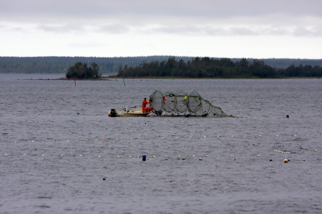 Fishtrap out in the Perämeri