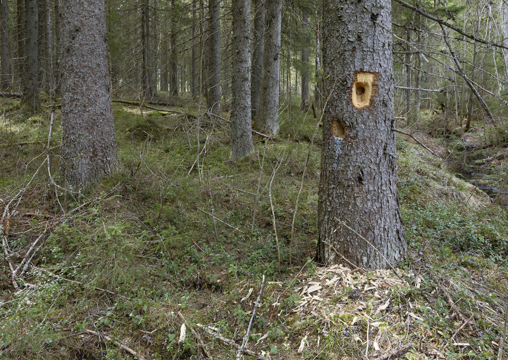 Recently acquired old growth forest site in North Karelia. Mika Honkalinna