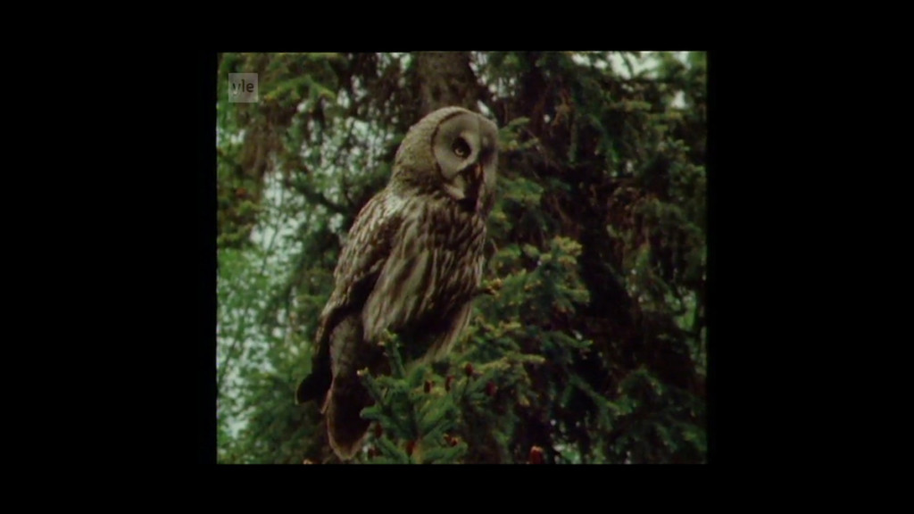 9_Owl film