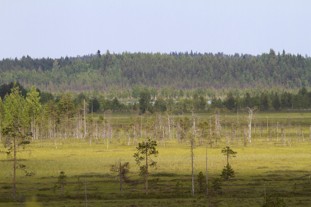 Kesonsuo, a fully intact marshmire in the Koitajoki catchment area.