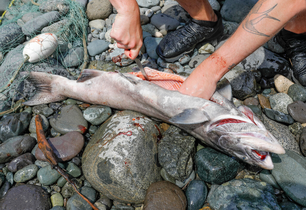 Pacific salmon. Photo: Mika Honkalinna