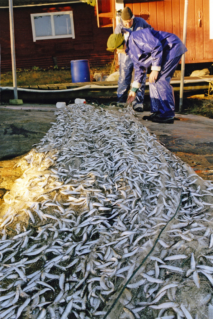 Jorma with a good catch of Baltic herring.